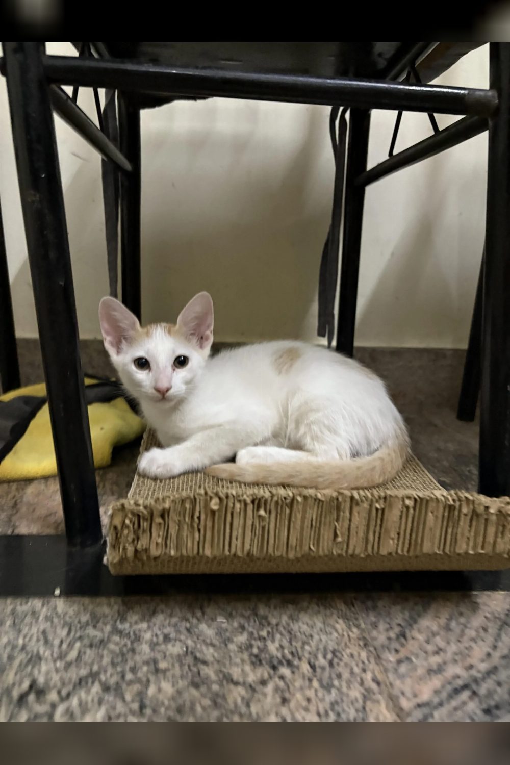 Two 7-week-old kittens for adoption — Bengaluru