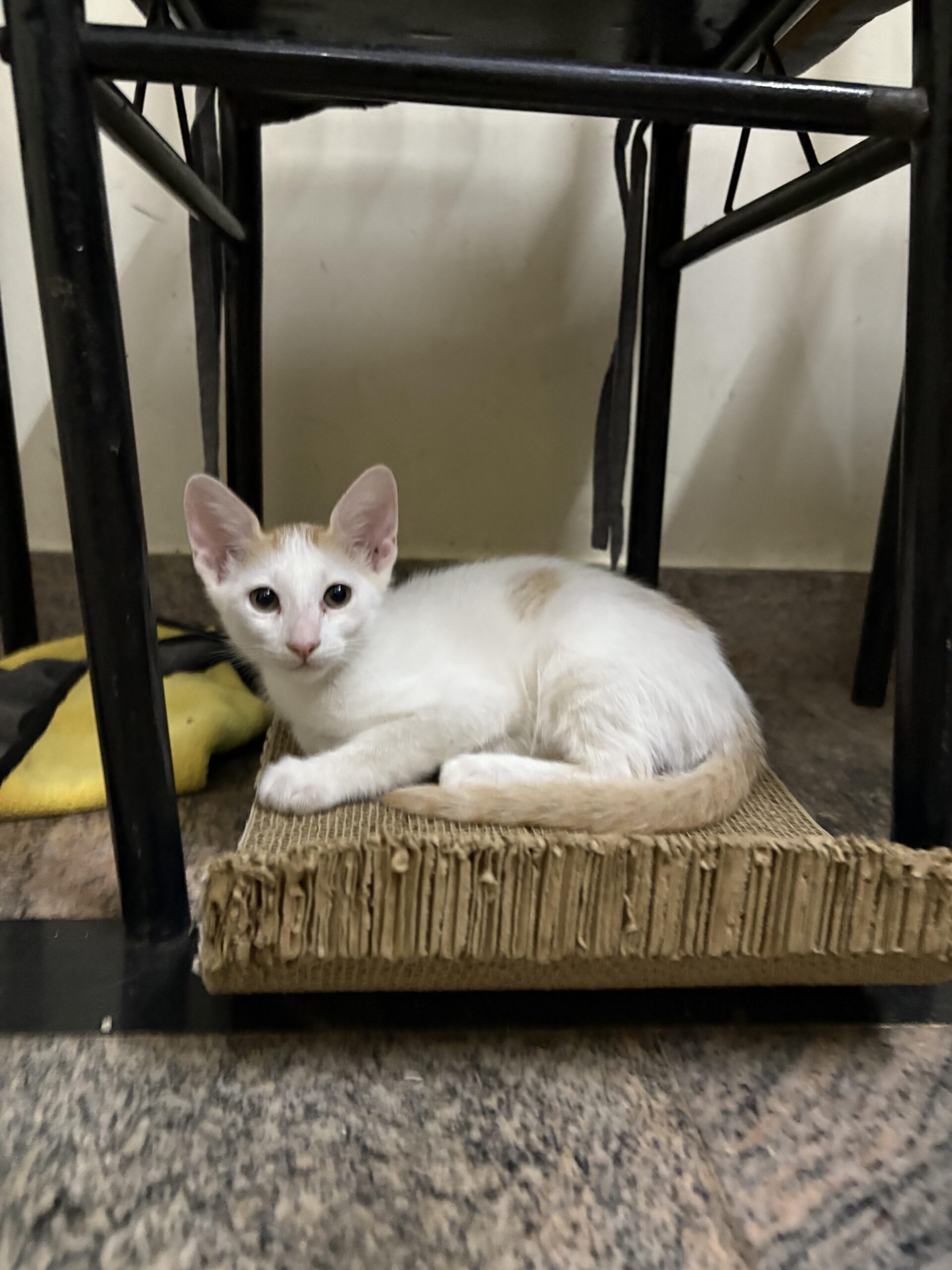 Kittens for Adoption 🐾 (BTM 2nd Stage, Bangalore)