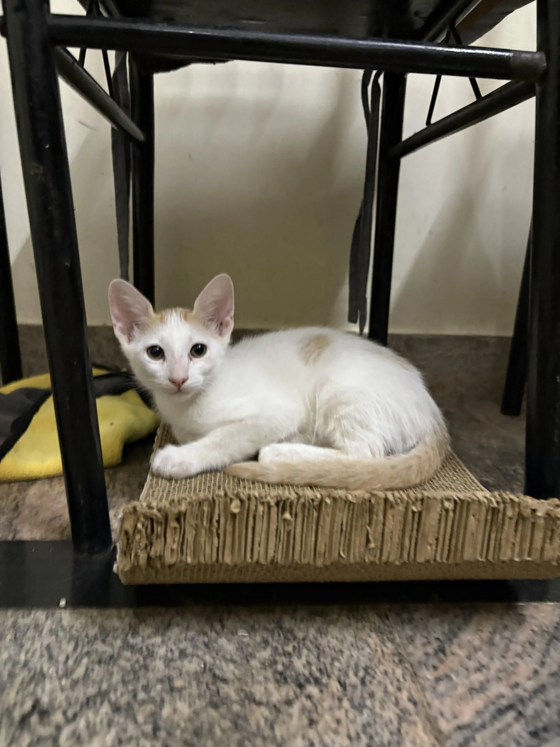Kittens for Adoption 🐾 (BTM 2nd Stage, Bangalore)