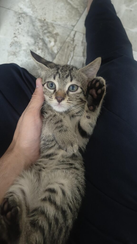 Adorable kitten for adoption in Delhi NCR