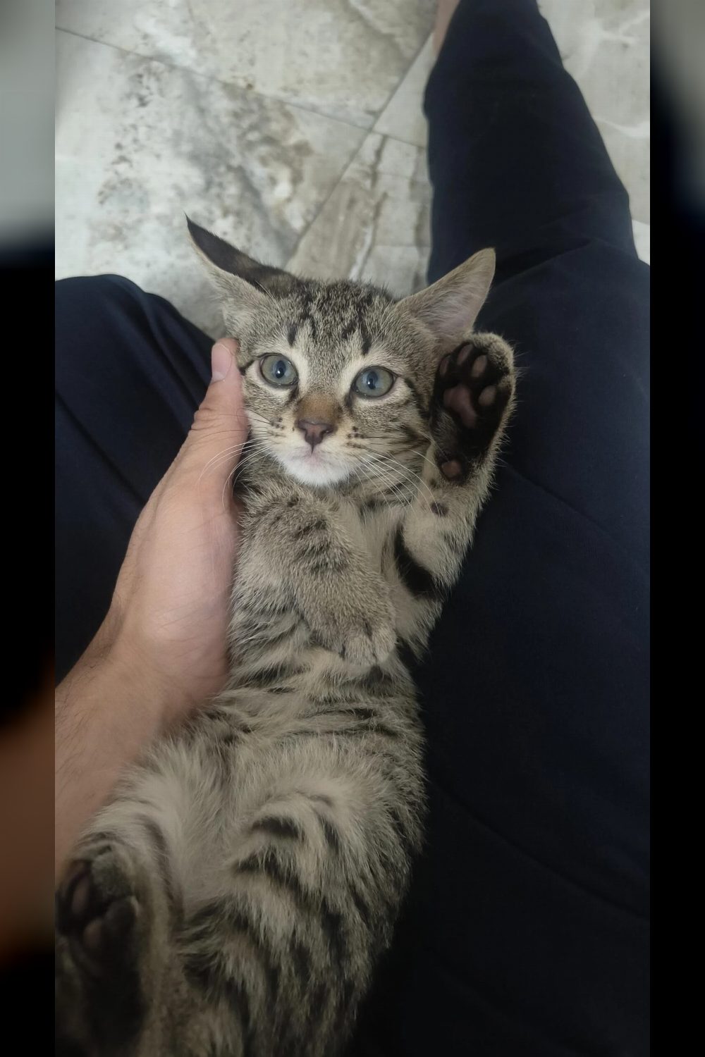 Adorable kitten for adoption — Delhi NCR