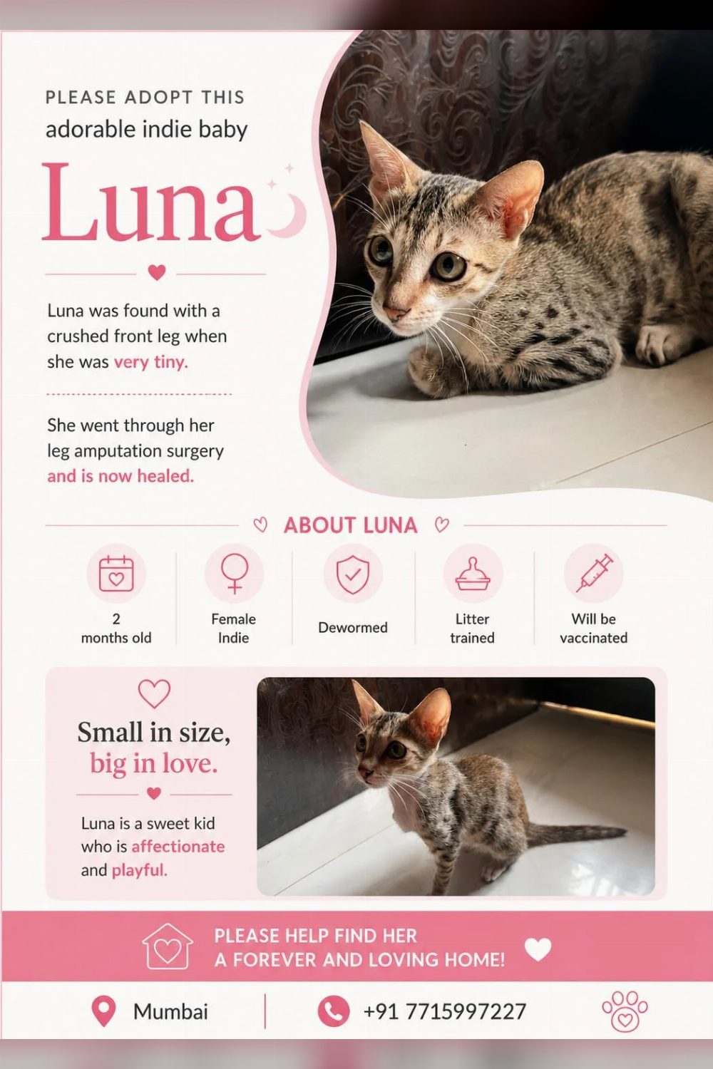 Please adopt this adorable indie baby Luna π β Mumbai