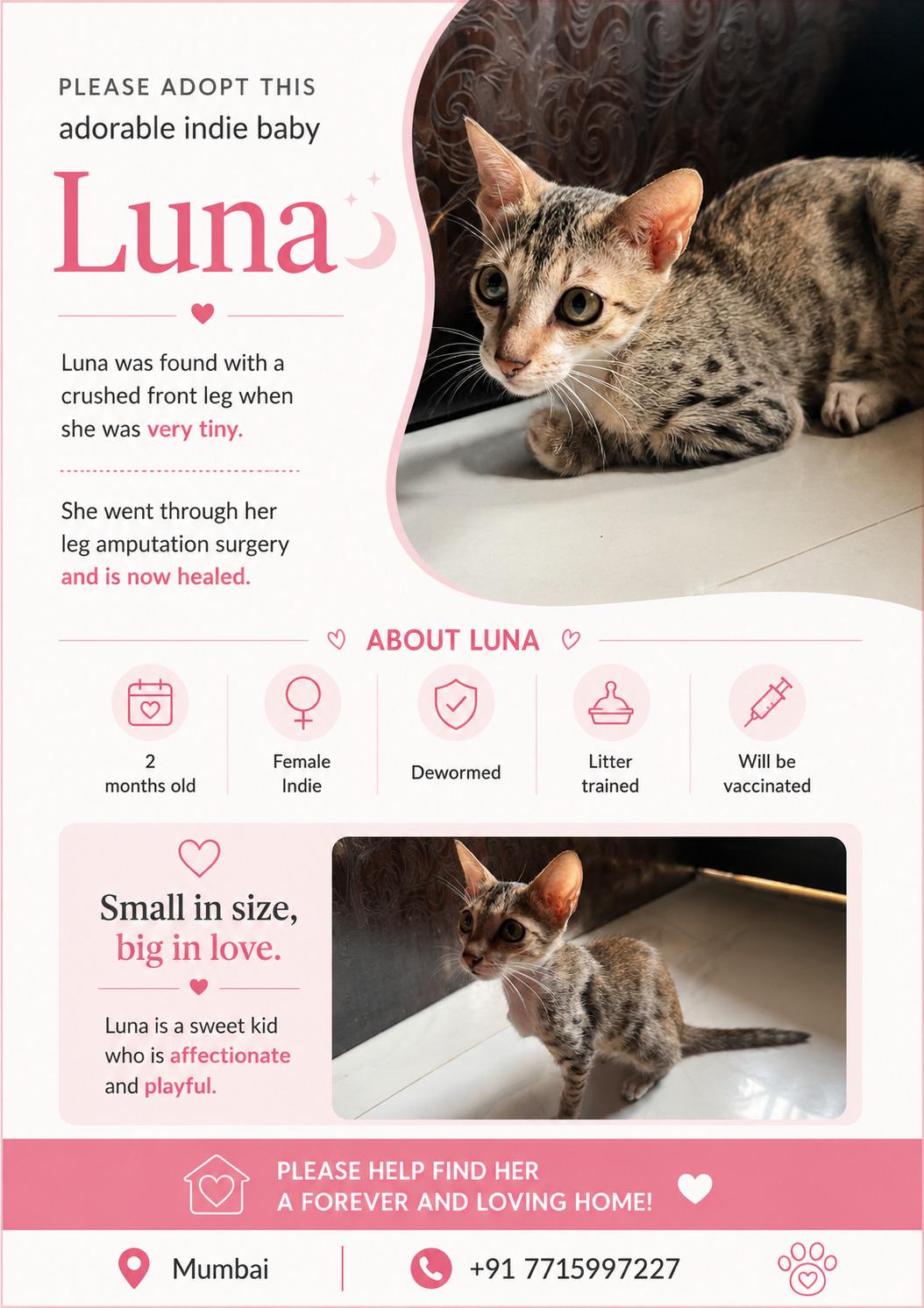 Please adopt this adorable indie baby Luna 🌙