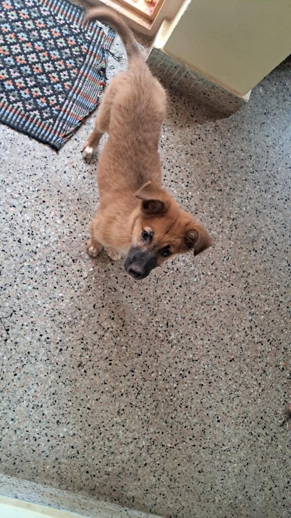 3 months old female pup up for adoption - pet in India