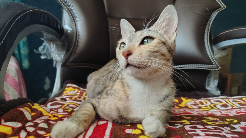 Prettiest baby up for adoption!!! (Pune)