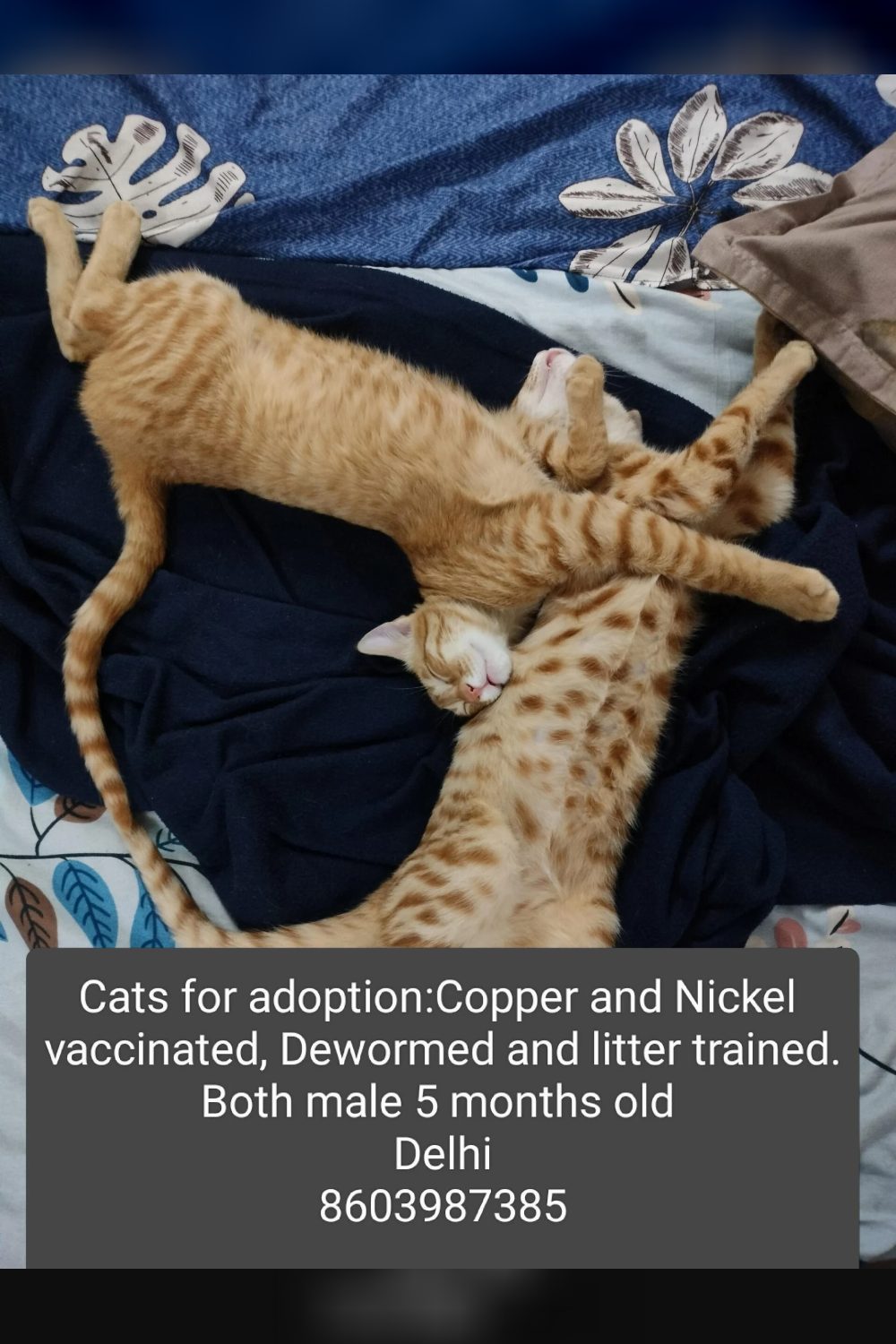 Adoption request — Delhi NCR