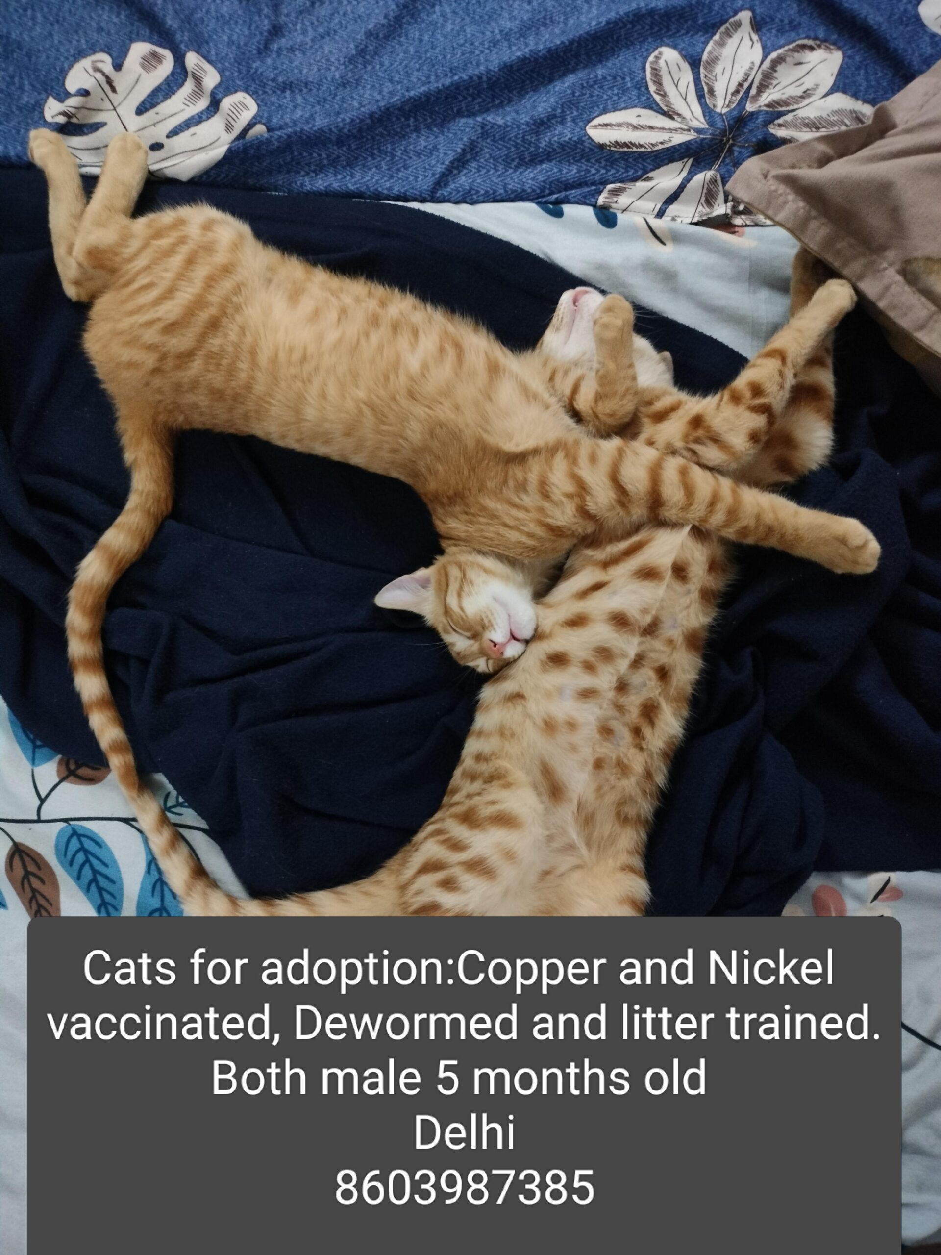 Adoption request