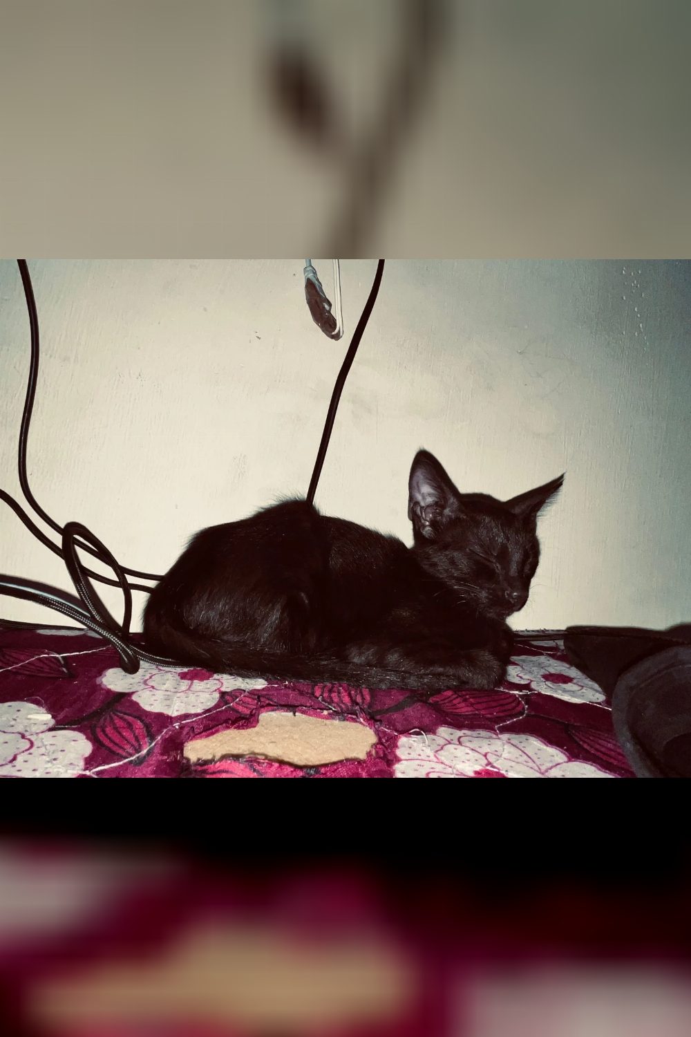 Adopt Pumpkin and Spice 🐱 — Delhi NCR