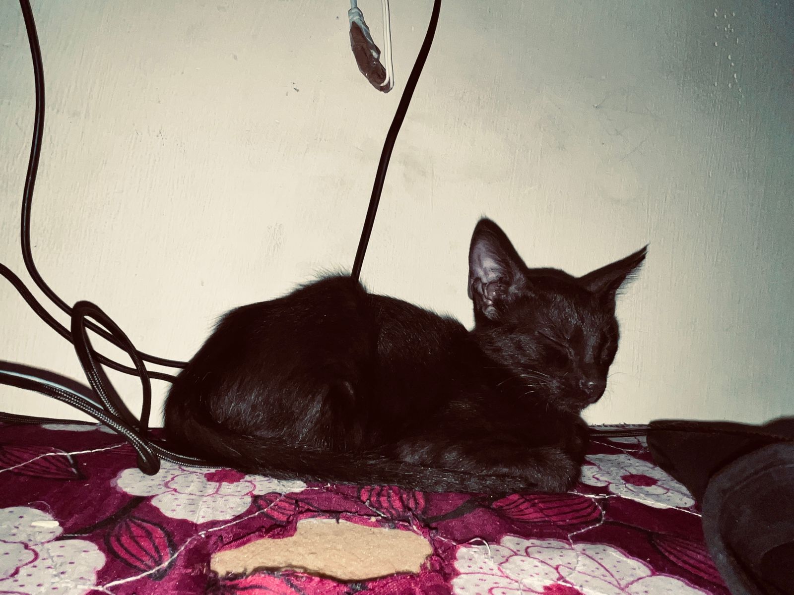 Adopt Pumpkin and Spice 🐱