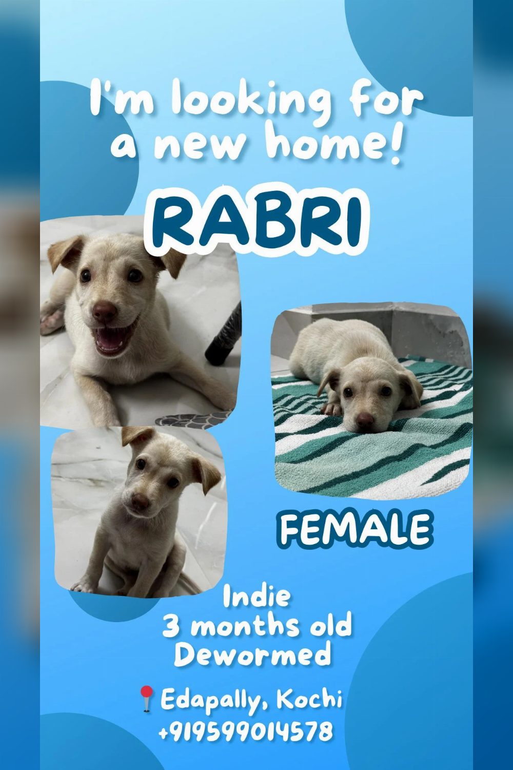 Female Puppy for Adopting — Kochi