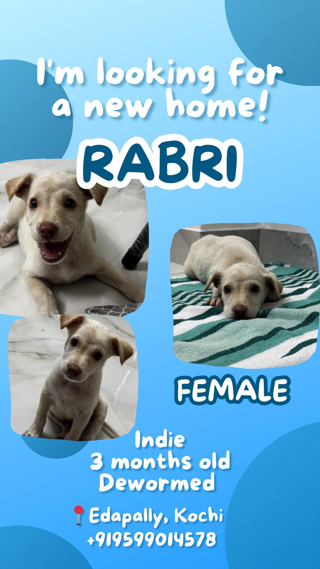 Female Puppy for Adopting in Kochi
