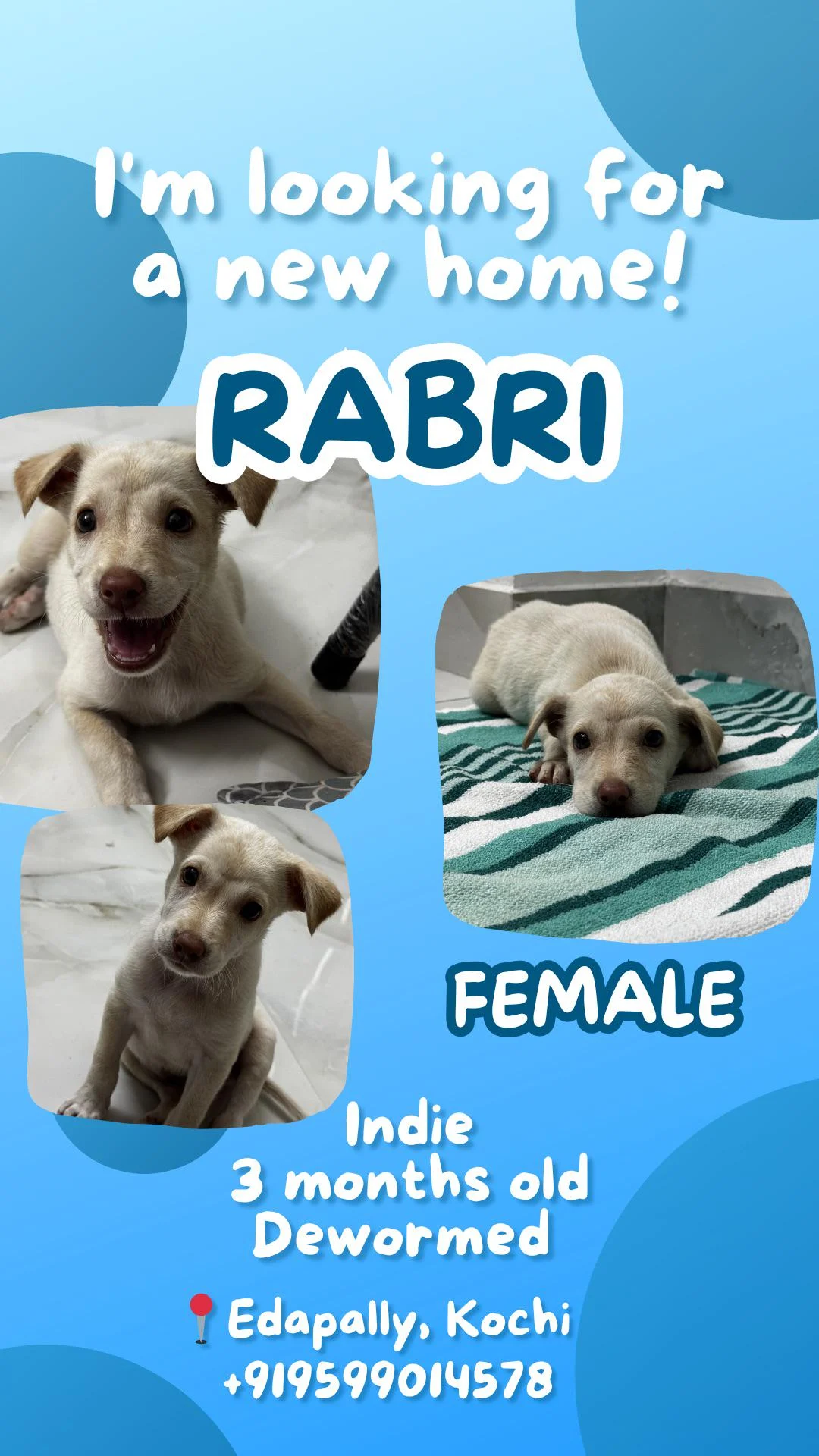 Female Puppy for Adopting in Kochi