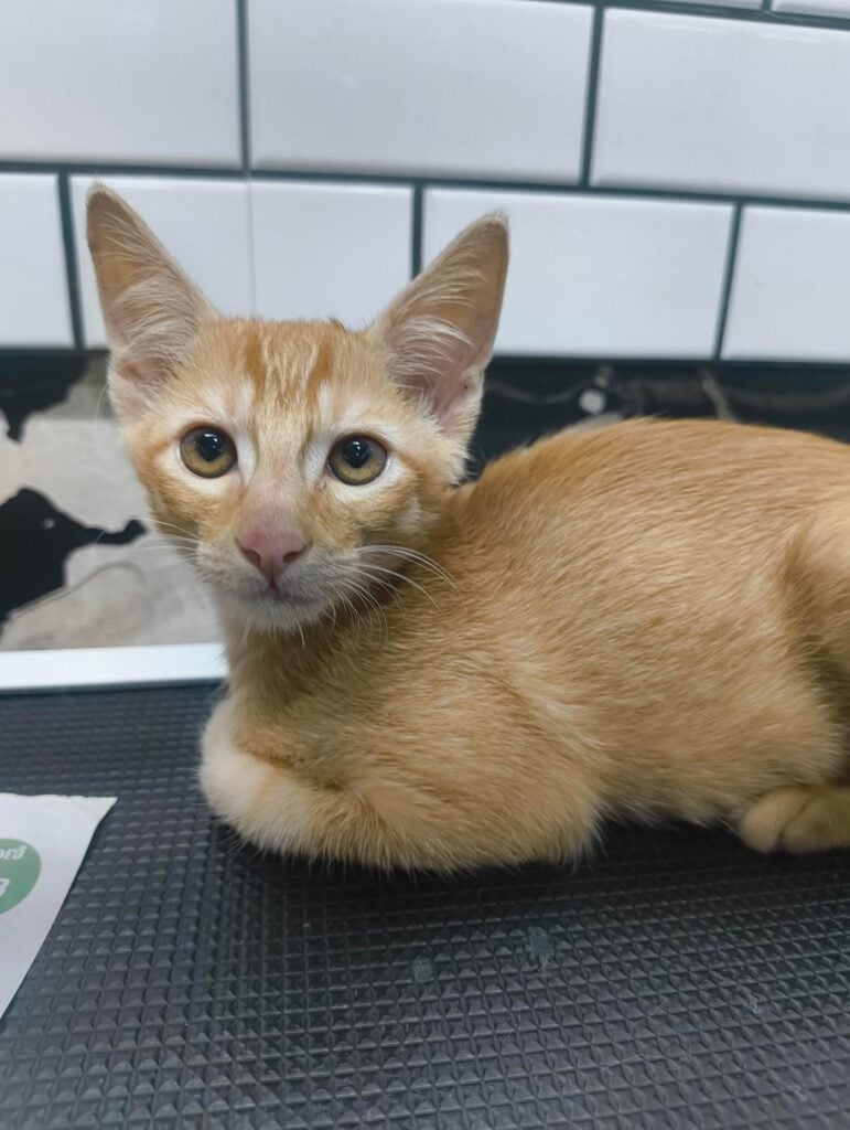 2.5 month Male cat - kitten for adoption in Bengaluru