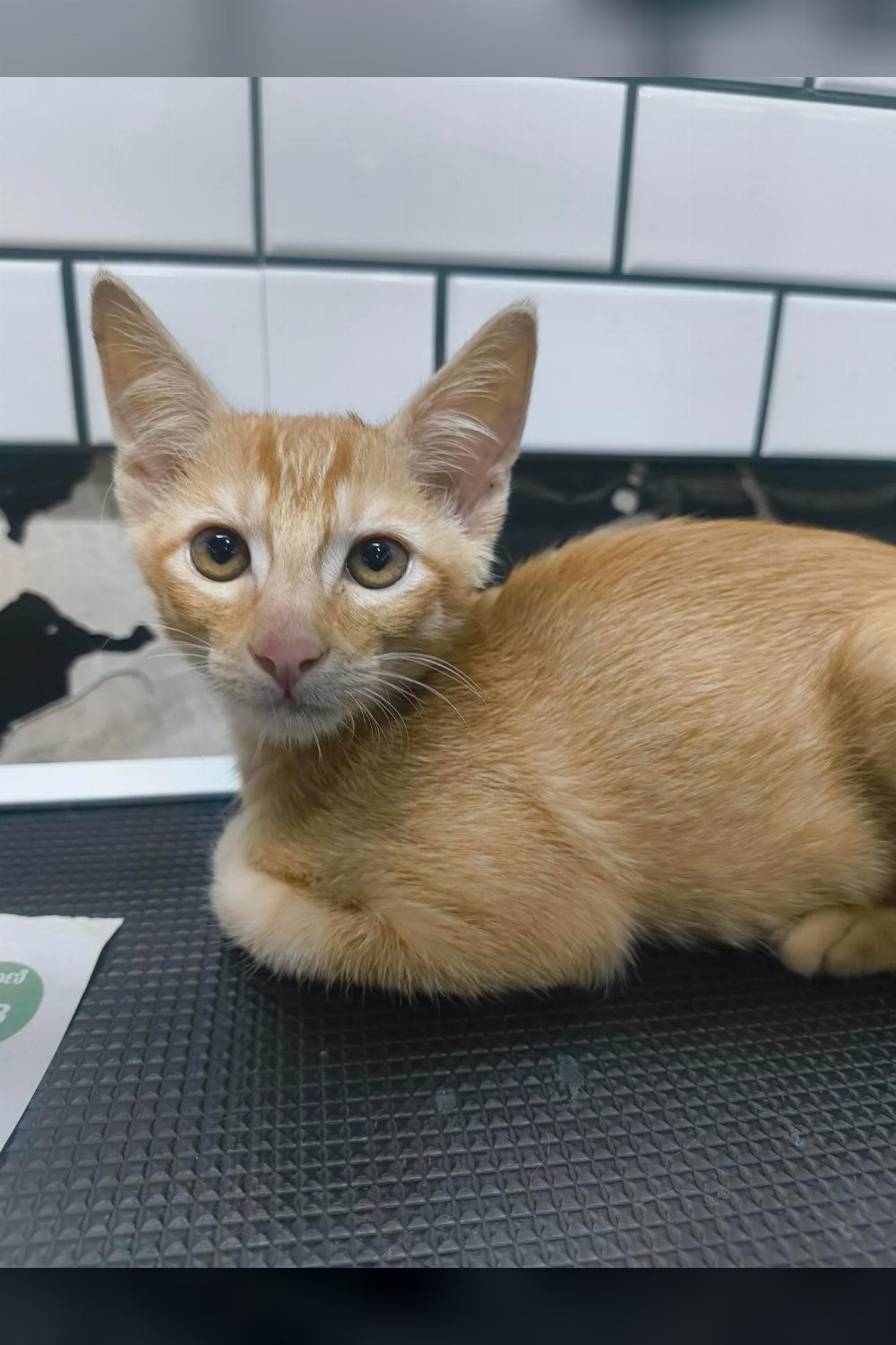 2.5-month-old male cat for adoption in Shivajinagar — Bengaluru