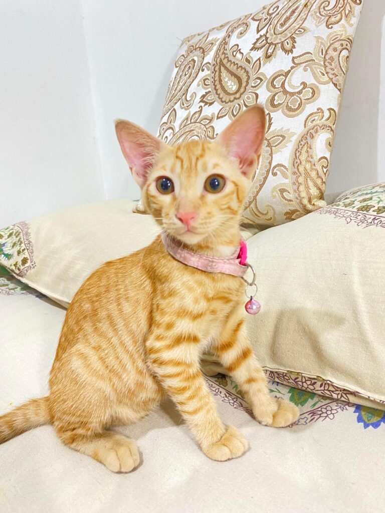 2.5 Month old Female Kitten for adoption, She's dewormed and litter trained - kitten in Delhi NCR