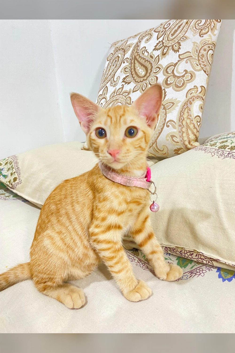 2.5 Month old Female Kitten for adoption, She’s dewormed and litter trained — Delhi NCR