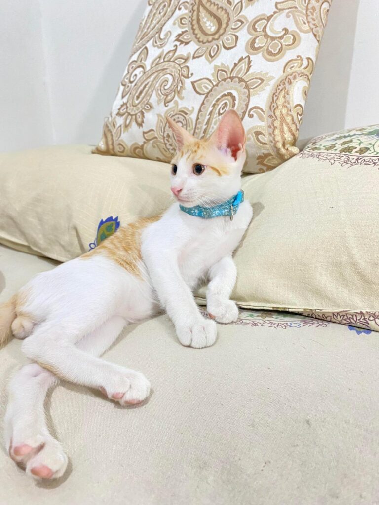2.5 Month old Male Kitten for adoption, he's dewormed and litter trained - kitten in Delhi NCR