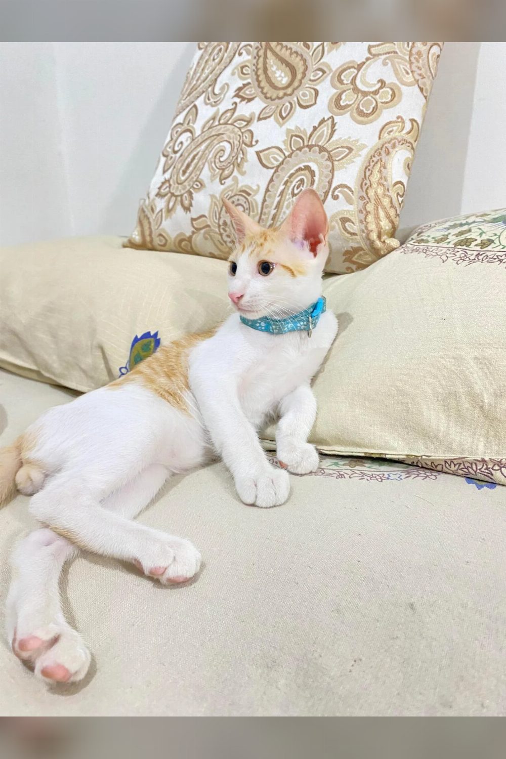 2.5 Month old Male Kitten for adoption, he’s dewormed and litter trained — Delhi NCR