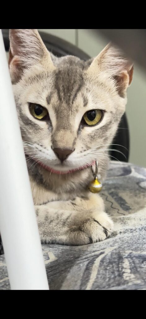 2 cats up for adoption - dog in Hyderabad