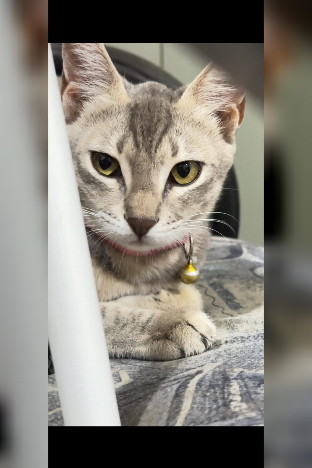 2 cats up for adoption — Hyderabad