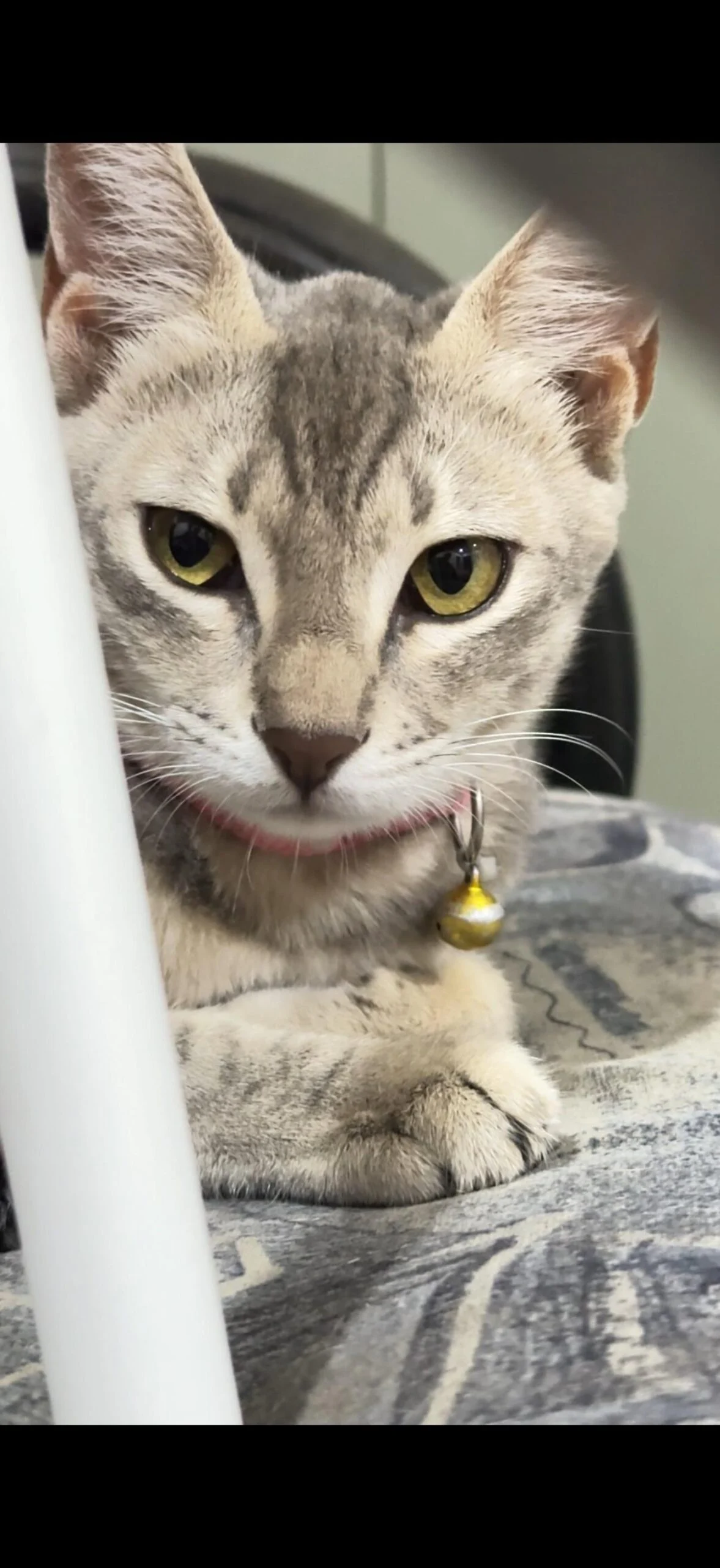 2 cats up for adoption in Hyderabad