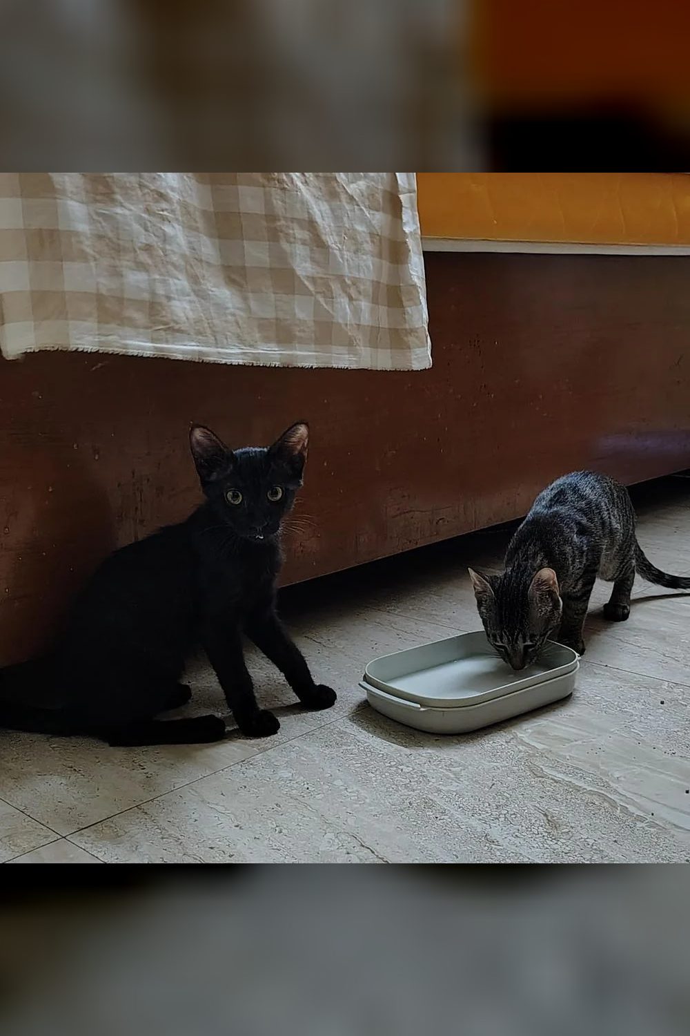 2 kittens — Delhi NCR