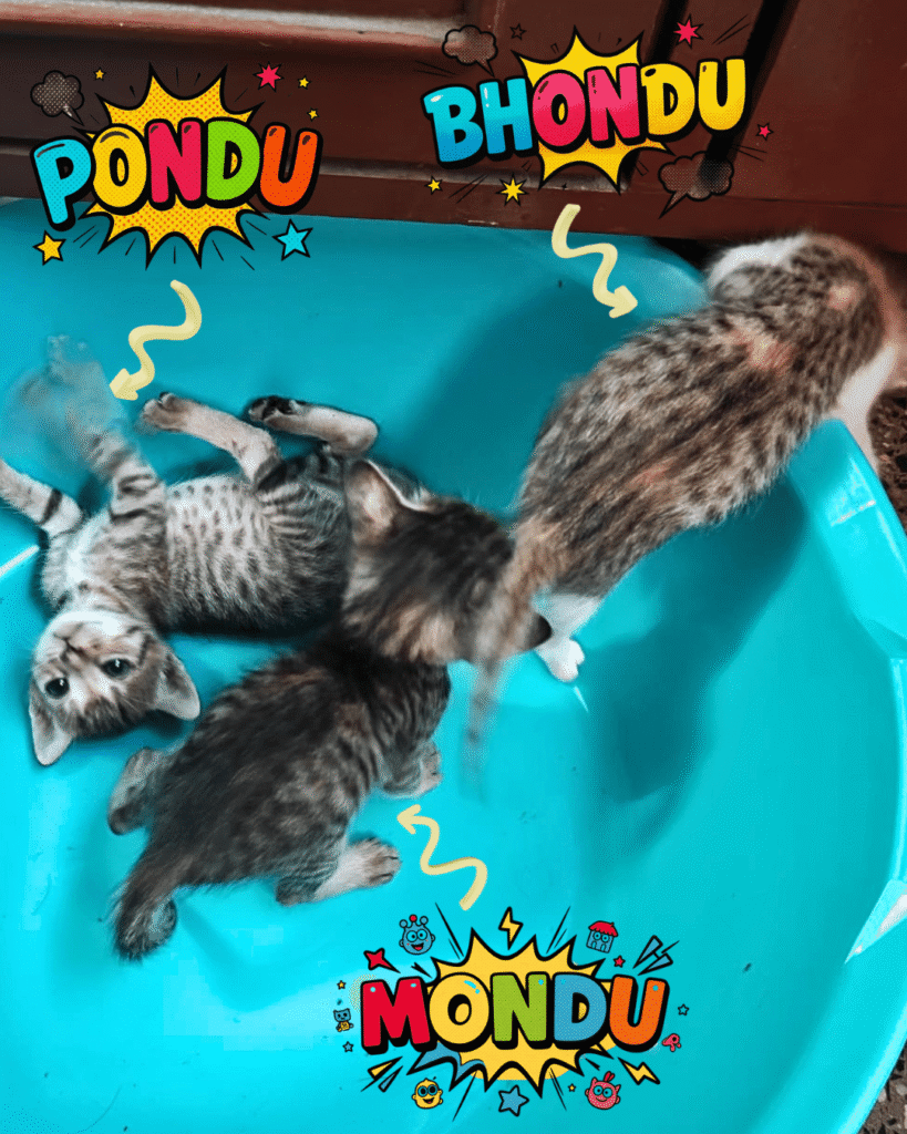 2 Kittens, Mondu and Pondu need a home - kitten for adoption in Bengaluru