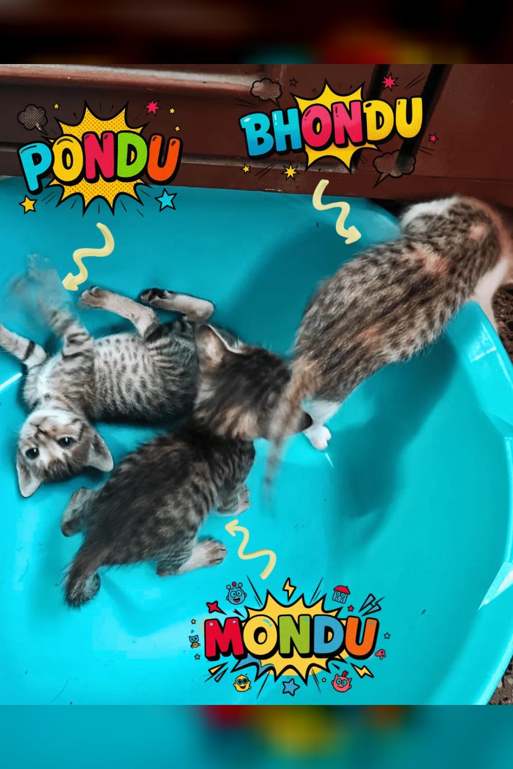 2 Kittens, Mondu and Pondu need a home — Pune