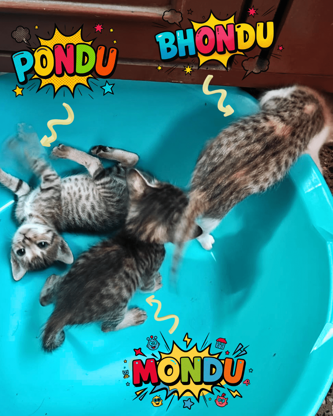 2 Kittens, Mondu and Pondu need a home — Bengaluru — Kothrud — Pune