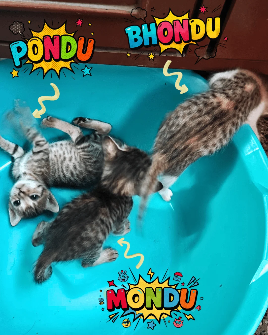 2 Kittens, Mondu and Pondu need a home in Pune