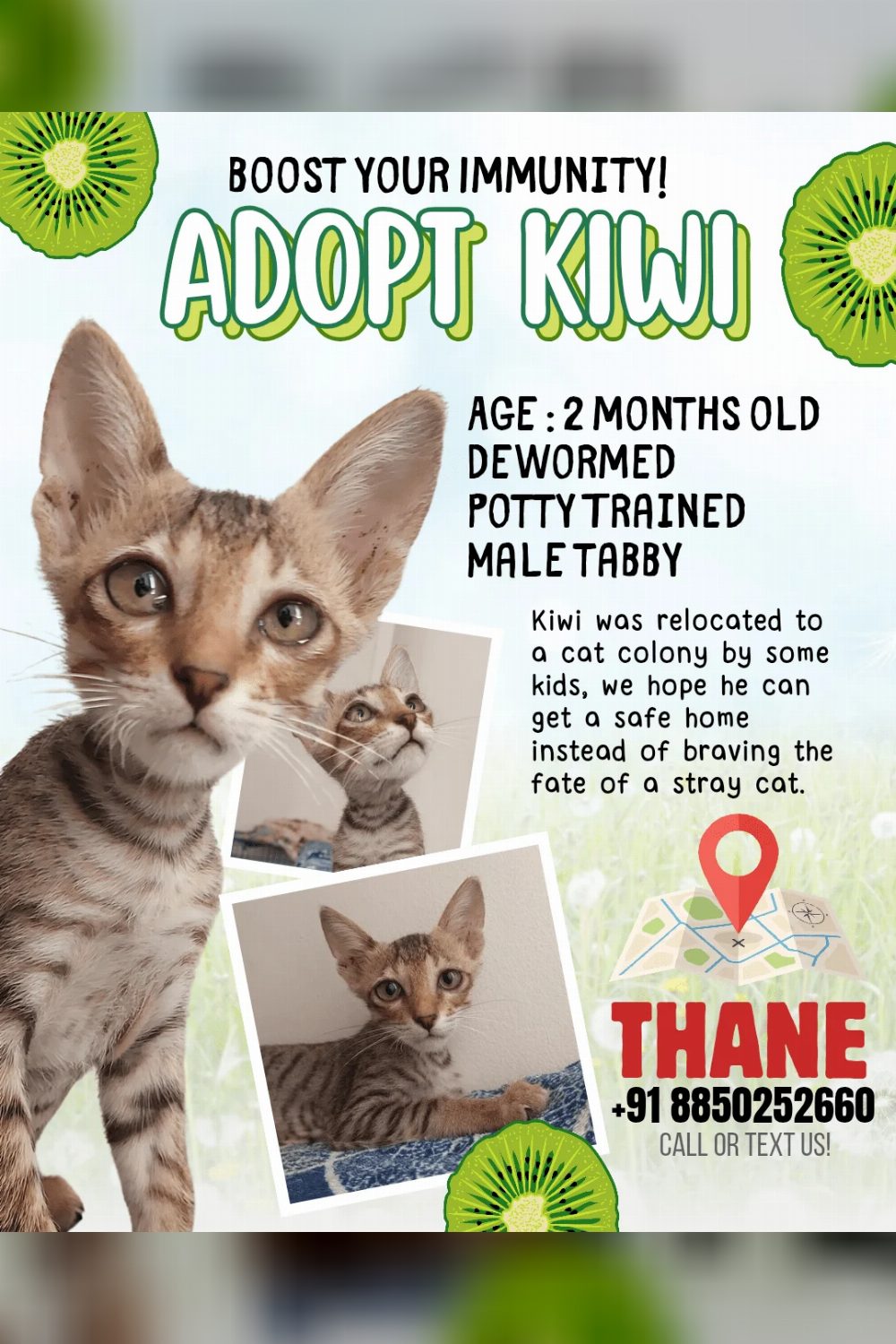 2 M/O, Male Kitten up for Adoption in Mumbai / Thane