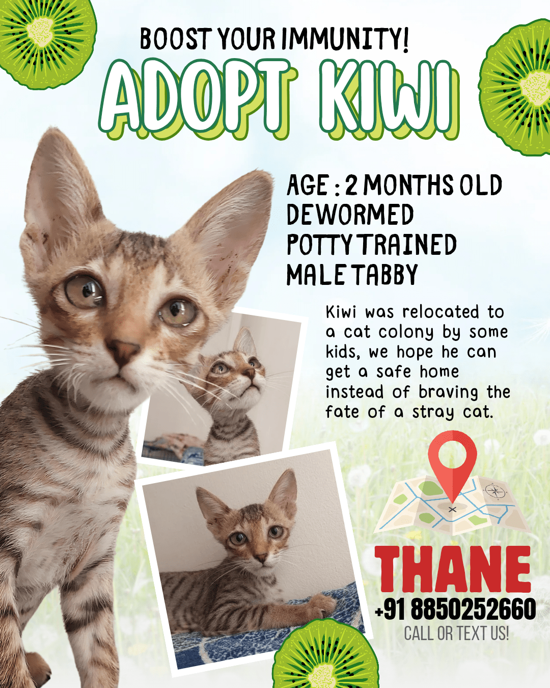 2 M/O, Male Kitten up for Adoption in Mumbai / Thane
