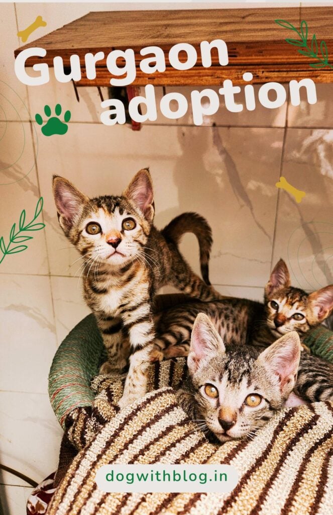 2-month-old kittens for adoption in Gurgaon/Delhi NCR - kitten in Delhi NCR