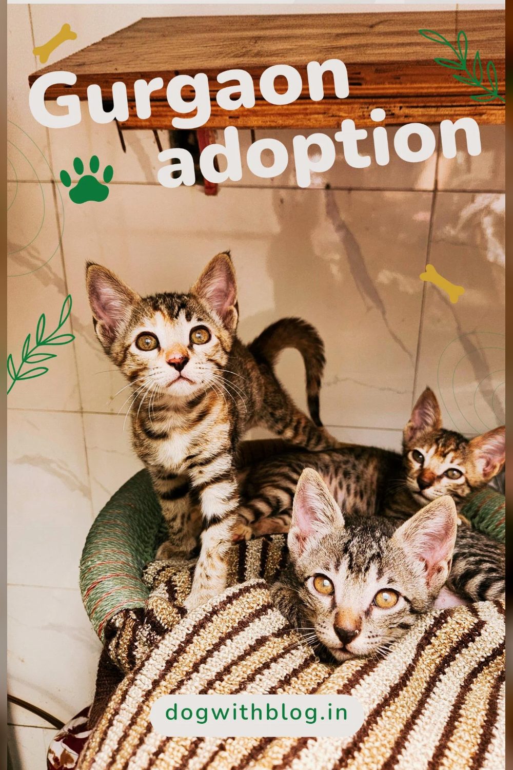 2-month-old kittens for adoption in Gurgaon/Delhi NCR