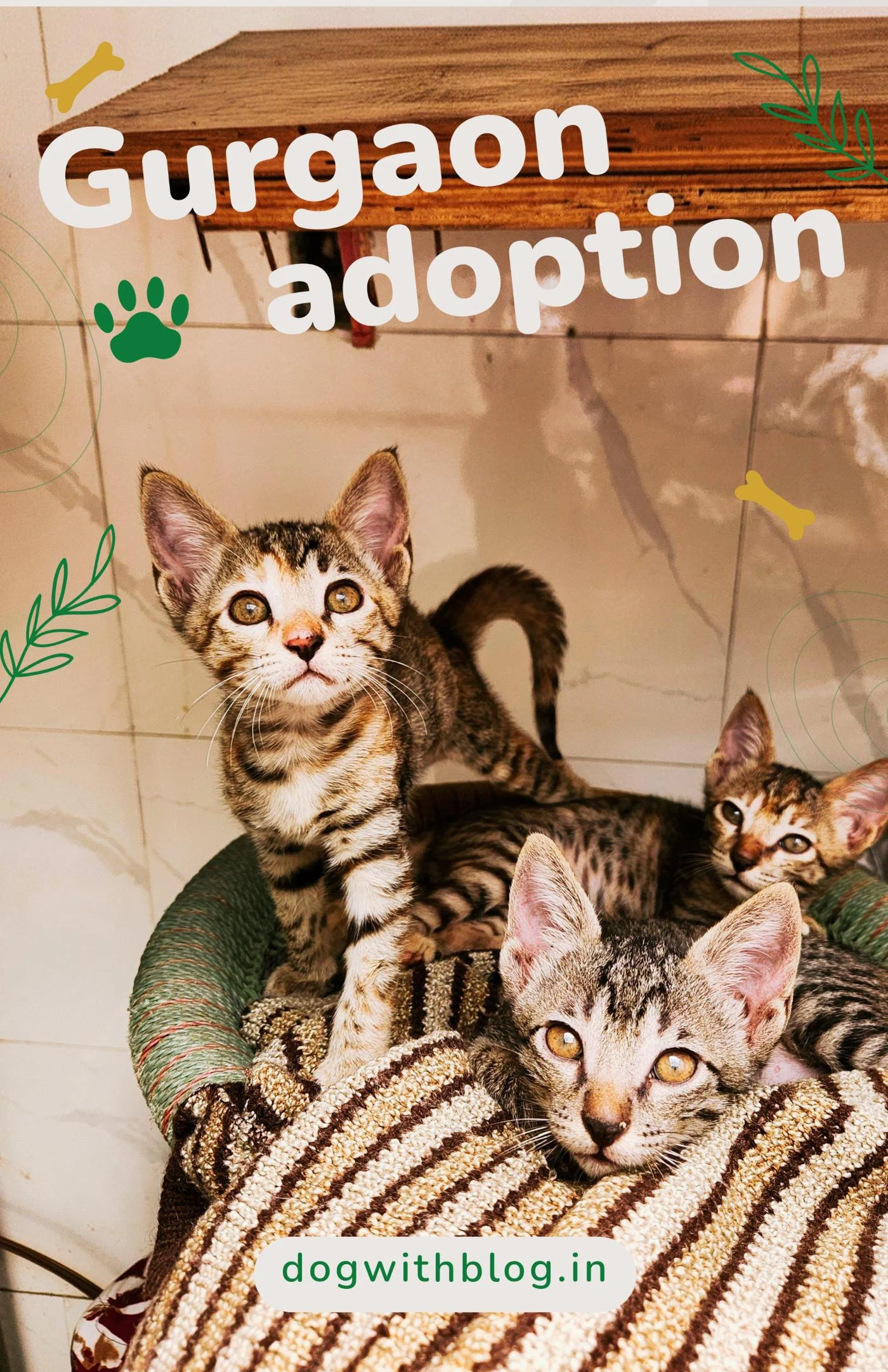2-month-old kittens for adoption in Gurgaon/Delhi NCR