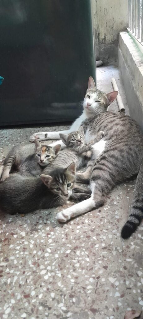3 kittens for adoption (Delhi NCR). Kindly dm me. 1 month old - kitten in Delhi NCR