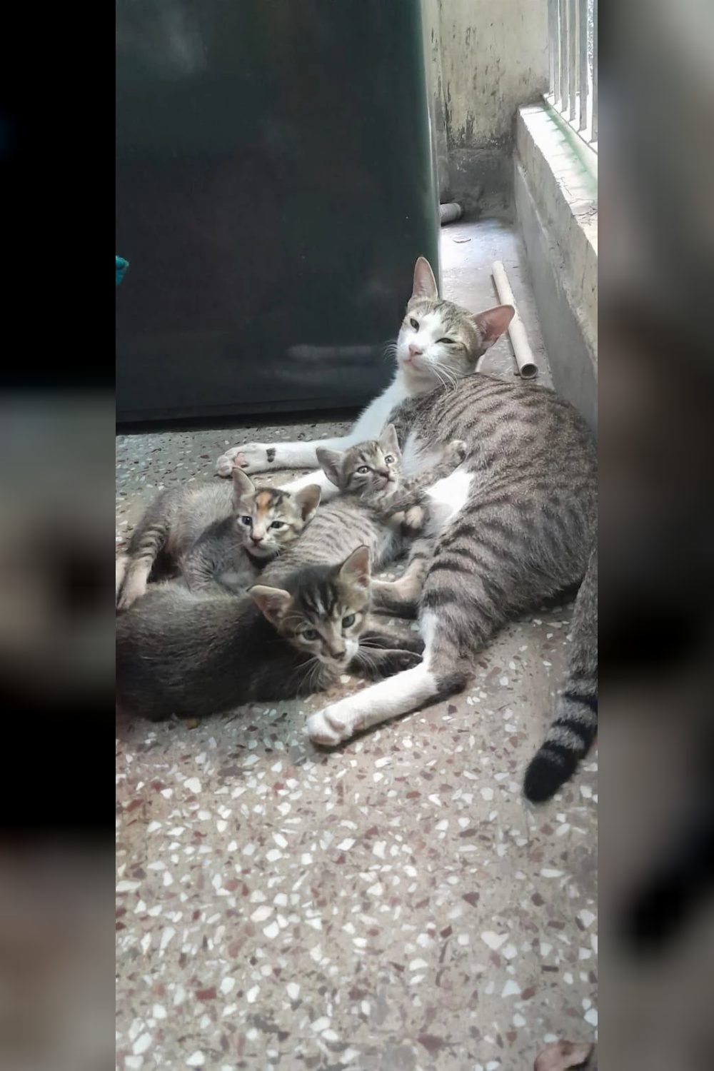 3 kittens for adoption (Delhi NCR). Kindly . 1 month old