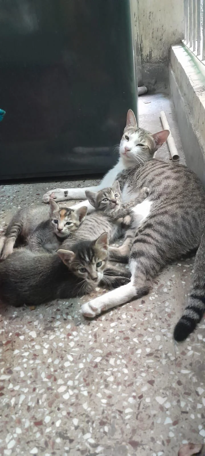 3 kittens for adoption (Delhi NCR). Kindly . 1 month old