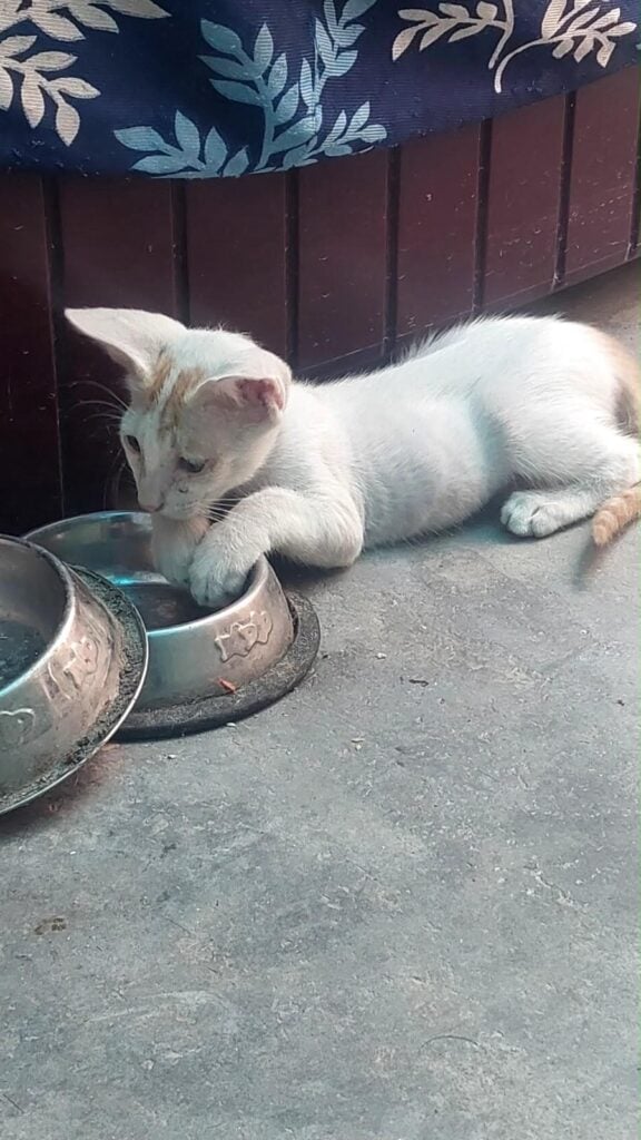 4 Adorable Kittens Looking for Loving Forever Homes | Delhi NCR - kitten for adoption in Delhi NCR