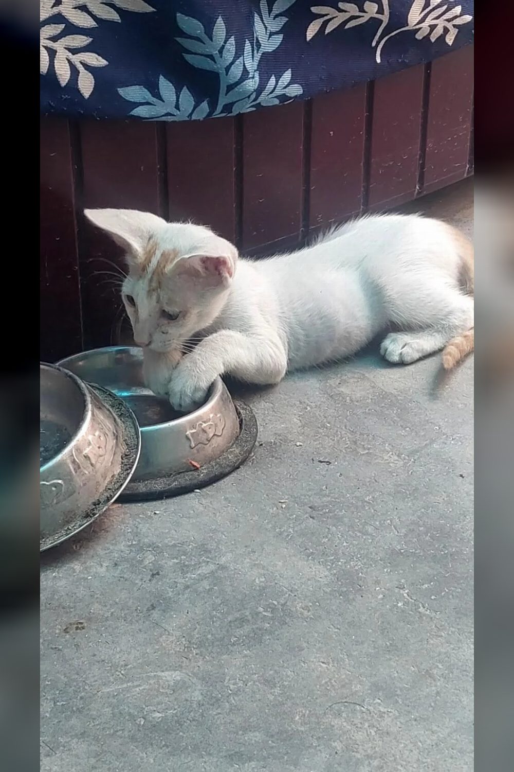 4 Adorable Kittens Looking for Loving Forever Homes | Delhi NCR