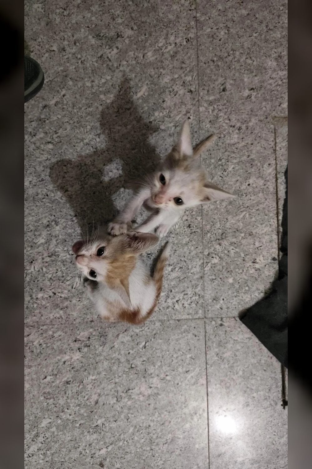 Four kittens need a home after their mother passed away — Delhi NCR