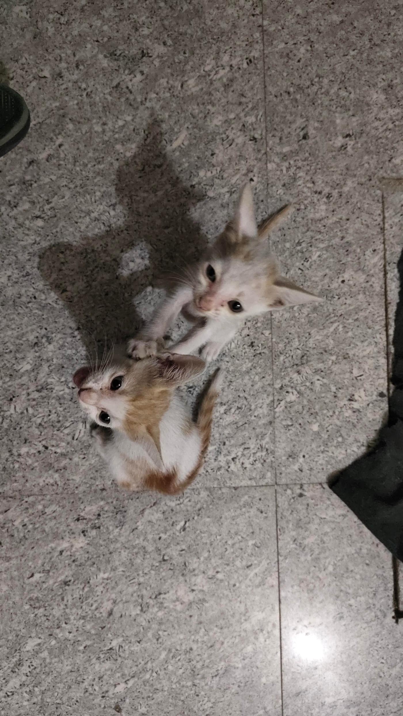 Four kittens need a home after their mother passed away — Delhi NCR