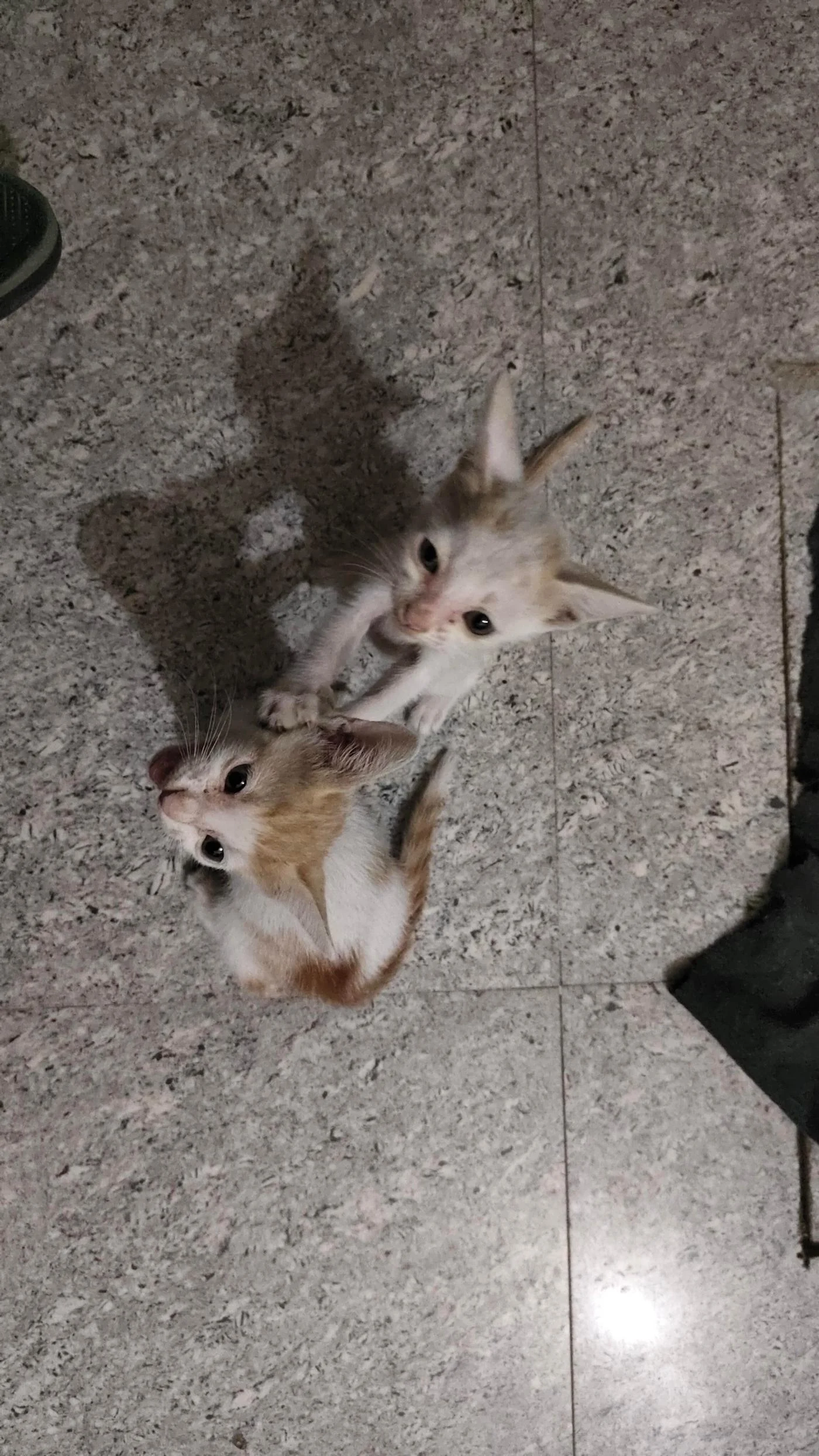 Four kittens need a home after their mother passed away in Delhi NCR
