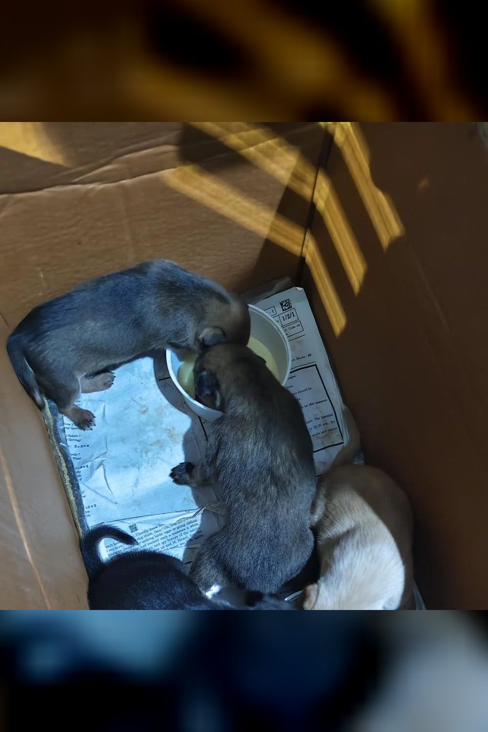 4 Indie puppies — Bengaluru
