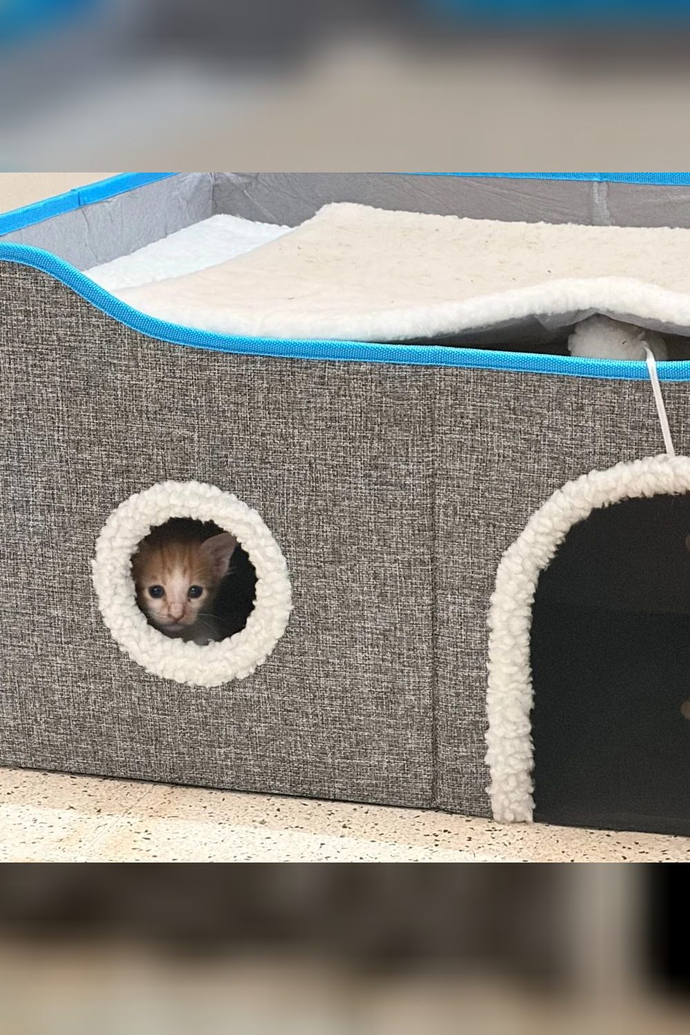 4 kittens — Bengaluru