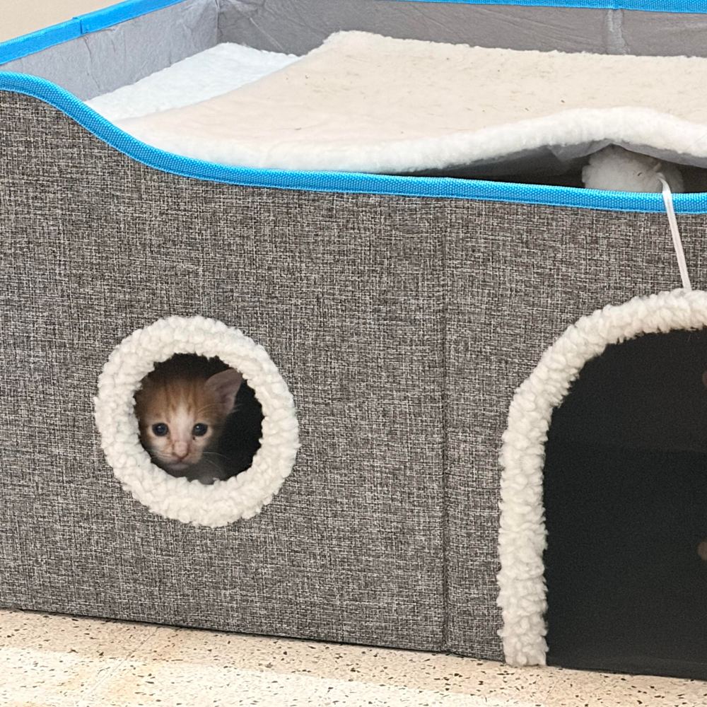 4 kittens - kitten for adoption in Bangalore