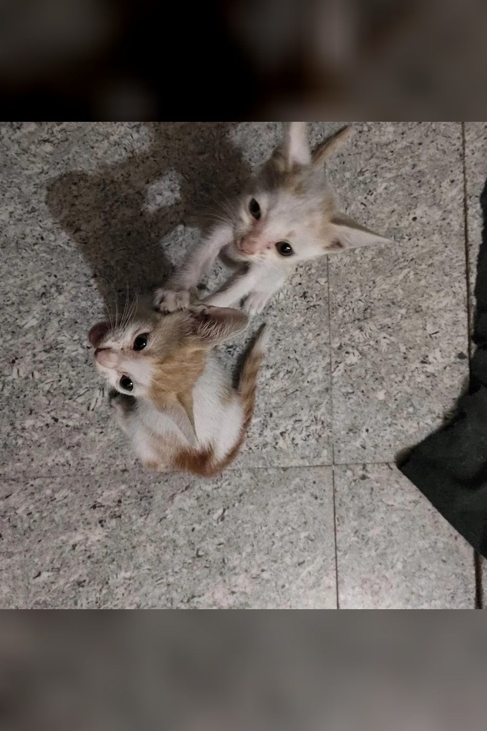 Four kittens for adoption — Delhi NCR