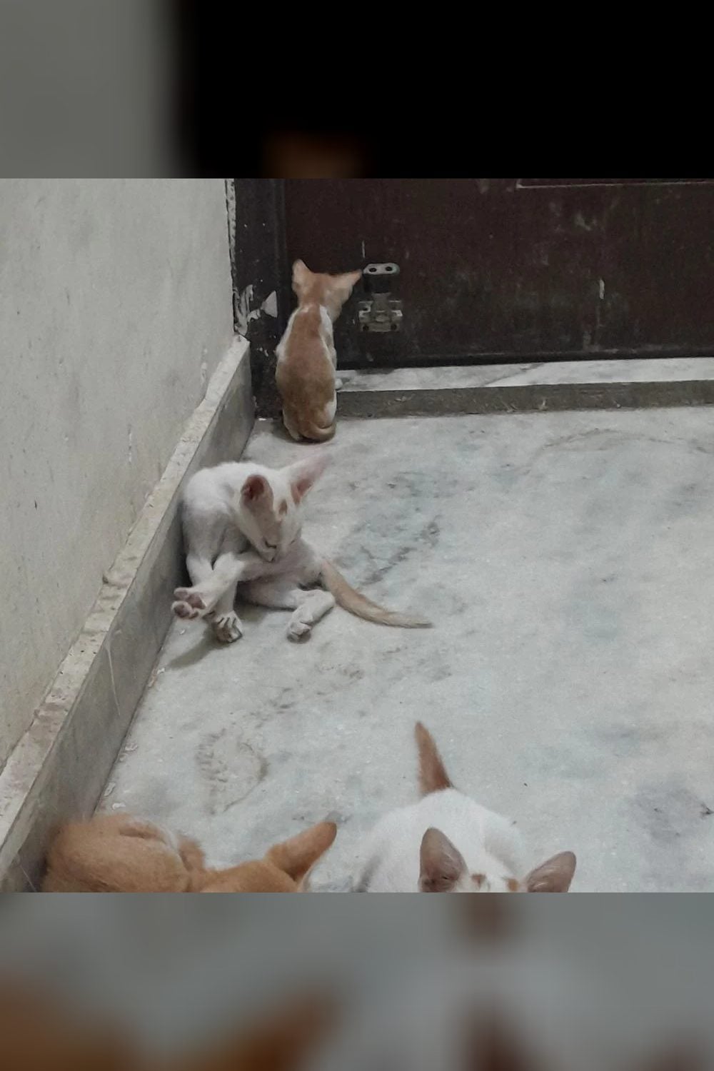 Four Indie Kittens From Govindpuri Need Homes — Delhi NCR