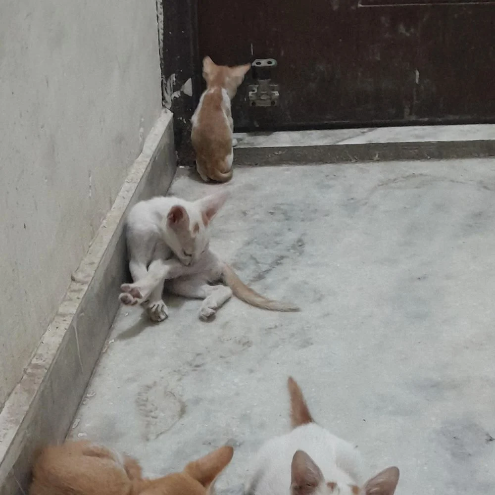 Four domestic shorthair kittens available for adoption in New Delhi