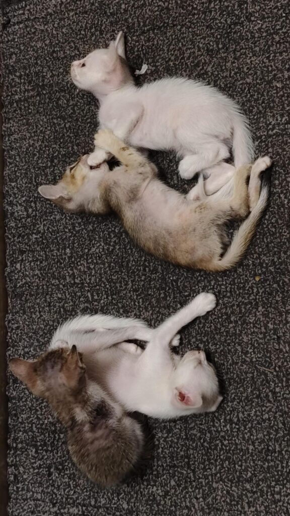 4 kittens need adoption ASAP! - kitten in India